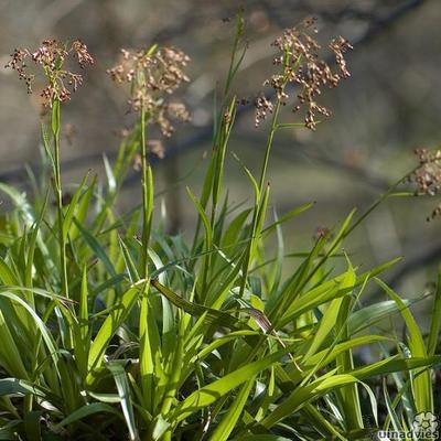 Wald-Hainsimse - Luzula sylvatica