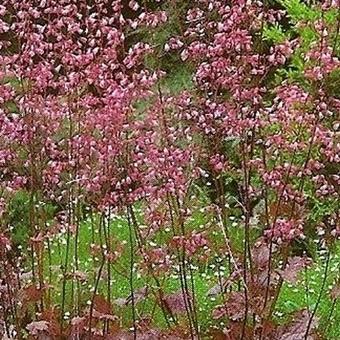 Heuchera sanguinea 'Splendens'