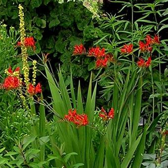 Crocosmia x crocosmiiflora 'Lucifer'