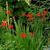 Crocosmia x crocosmiiflora 'Lucifer'