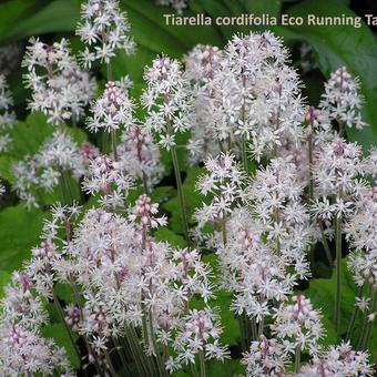 Tiarella cordifolia