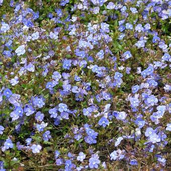 Veronica peduncularis 'Georgia Blue'