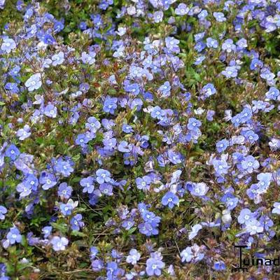 Veronica peduncularis 'Georgia Blue'