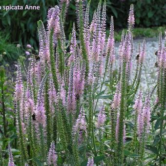 Veronica spicata