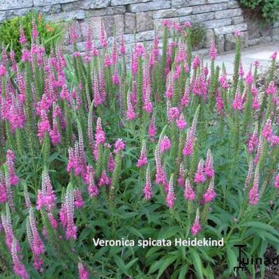 Ähriger Ehrenpreis - Veronica spicata