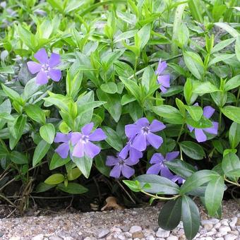 Vinca minor