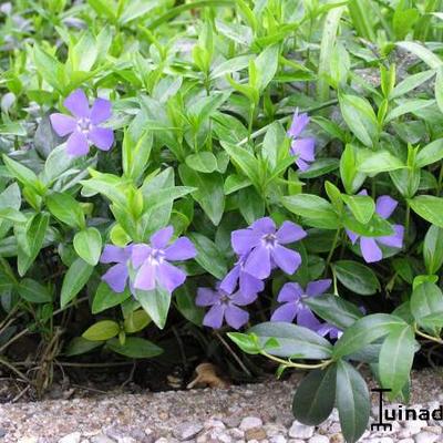 Vinca minor - 