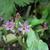 Tricyrtis formosana 'Dark Beauty'