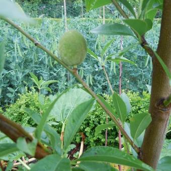 Prunus dulcis 'Robijn'