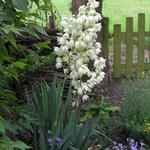 yucca filamenteux - Yucca filamentosa