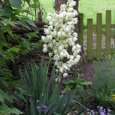 Yucca filamentosa - yucca filamenteux