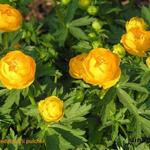 Trollius pulcher - 