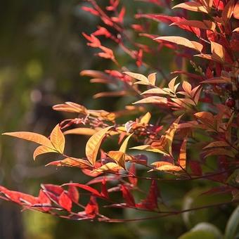 Nandina domestica