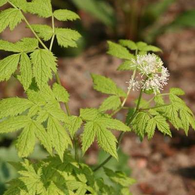 Actaea rubra - 