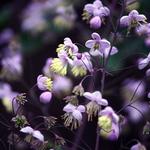 Thalictrum rochebrunianum - 