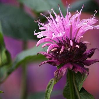 Monarda 'Beauty of Cobham'