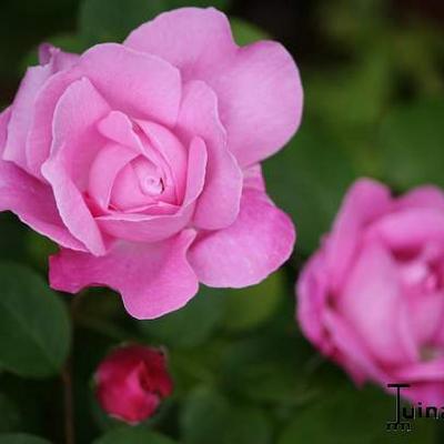 Rosa 'Mary Rose' - 