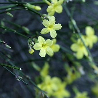 Jasminum nudiflorum