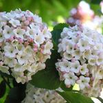 Viburnum x  carlcephalum - 