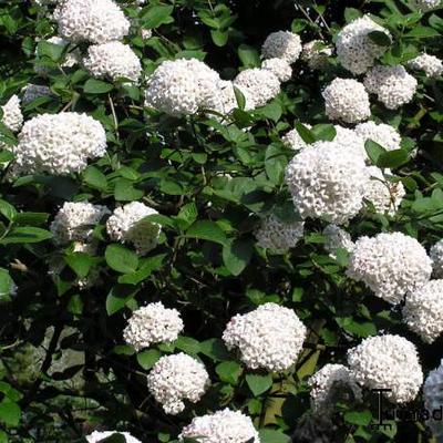 Viburnum x  carlcephalum - Viburnum x carlcephalum - Viburnum x  carlcephalum