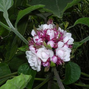 Clerodendrum chinense