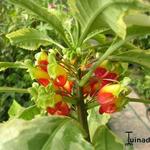 Impatiens niamniamensis 'Golden Cockatoo' - 