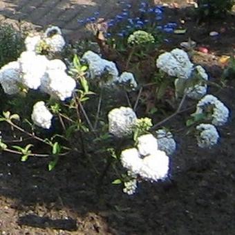 Viburnum 'Eskimo'