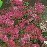 Spiraea japonica 'Dart's Red' - 