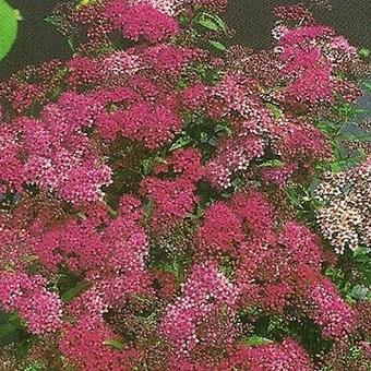 Spiraea japonica 'Dart's Red'