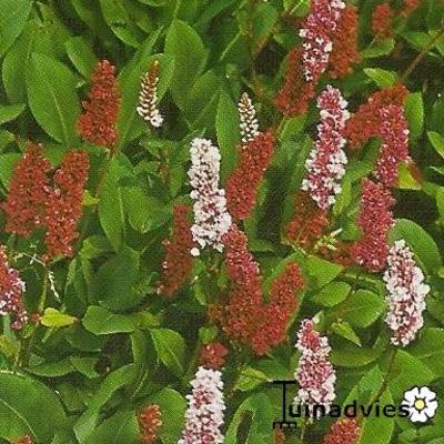 Persicaria affinis - 