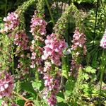 Verbascum phoeniceum 'Southern Charm' - 