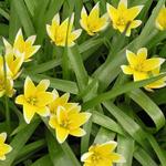 Tulipa tarda - 