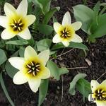 Tulipa kolpakowskiana - 