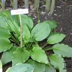 Hosta Lancifolia - Lanzenblatt-Funkie