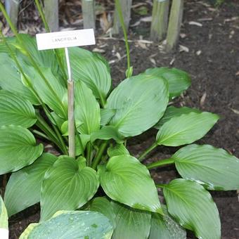 Hosta Lancifolia