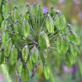 Agapanthus  'Navy Blue'