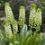 Eucomis pole-evansii