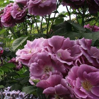 Rosa 'Rhapsody in Blue'