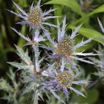 Eryngium x zabelii 'Jos Eijking' - 