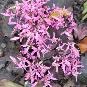 Saxifraga fortunei 'Black Ruby'