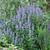 Agastache 'Blue Fortune'