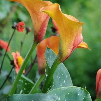 Zantedeschia 'Treasure'