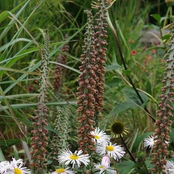 Digitalis parviflora