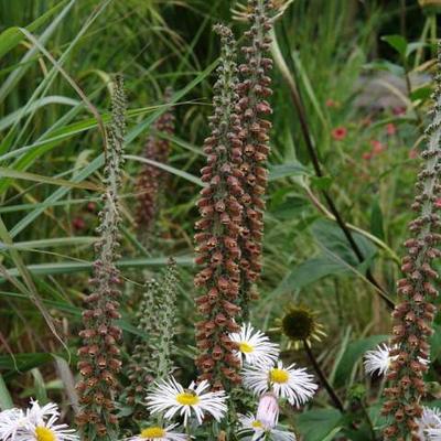 Digitalis parviflora