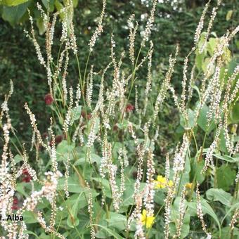 Persicaria amplexicaulis 'Alba'