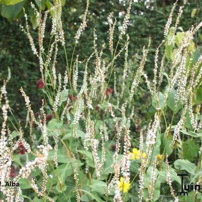 Persicaria amplexicaulis 'Alba' - Persicaria amplexicaulis 'Alba'