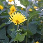 Silphium - 