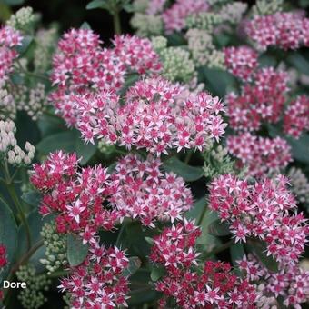 Sedum 'Abbeydore'