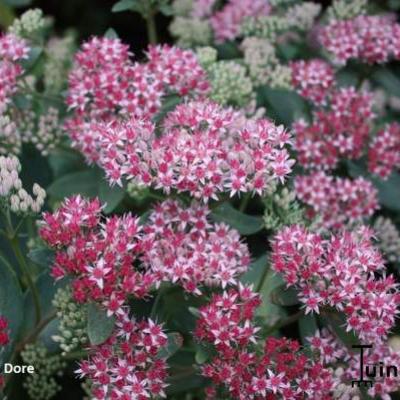 Sedum 'Abbeydore' - Sedum 'Abbeydore'