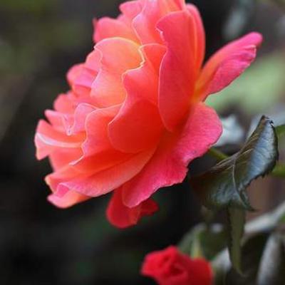 Rosa 'Fellowship' - 